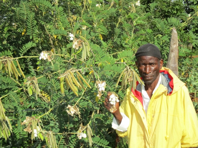 Mohamed Wandera with 10 month-old Tephrosia vogelii plants grown as part of OPTIONs demonstration activities | Photo: S Belmain