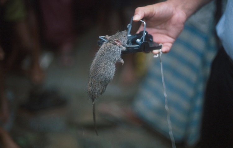 Not all rat traps are the same, and recent changes in their design have made them much more sensitive and effective in catching rats. Trapping can be a very sustainable method of rodent control in developing countries as long as communities have access to good quality traps | Photo: S Belmain