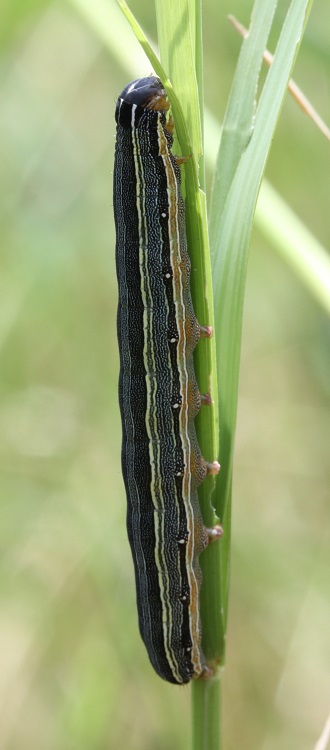 Armyworm KWilson 750