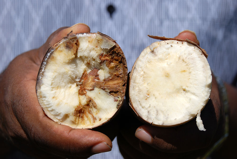 CBSD affected cassava roots