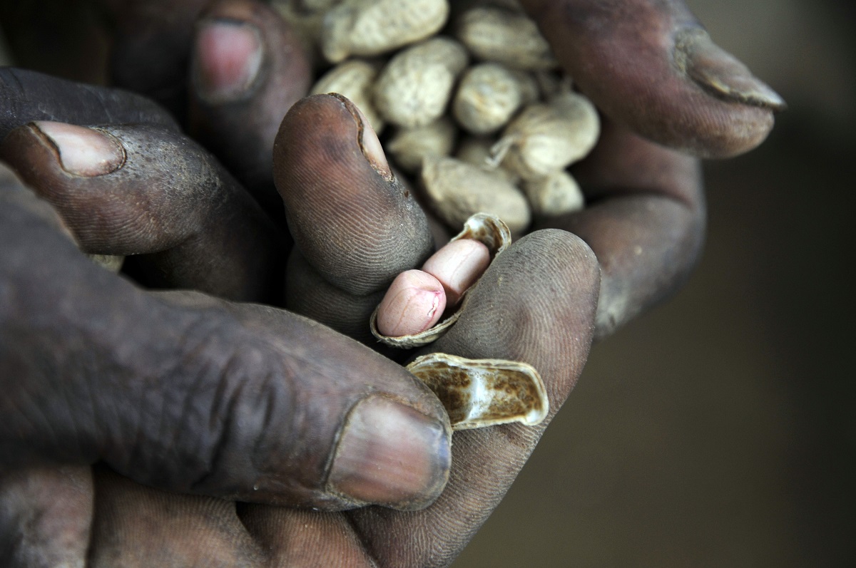 Groundnuts image N Palmer CIAT