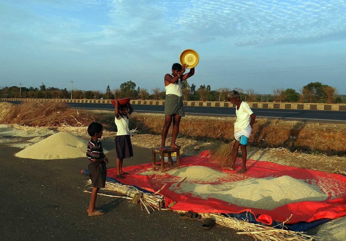 Winnowing sorghum in India l Photo credit Bishnu Sarangi via Pixabay