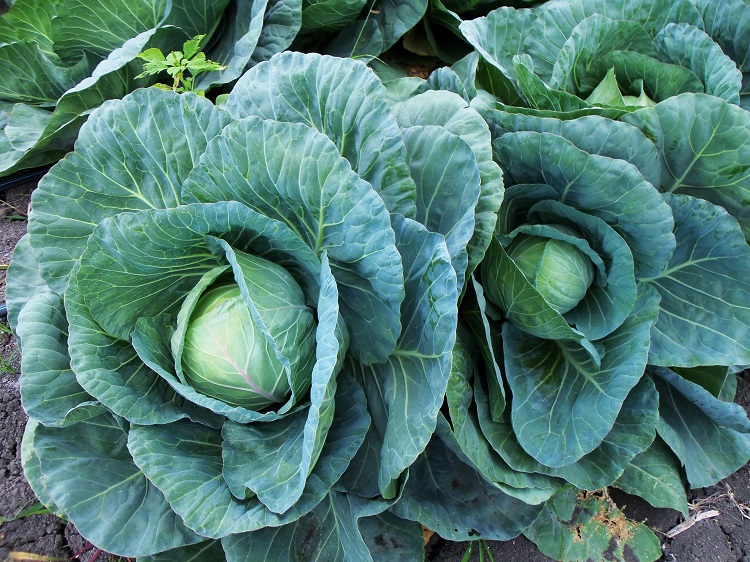 Cabbages are a particular favourite of the ultra-destructive diamondback moth (Plutella xylostella)