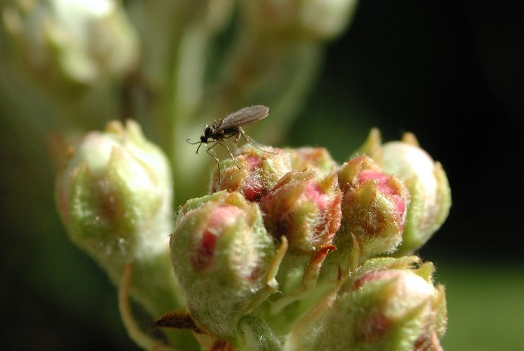 7.Pear midge adult1 750