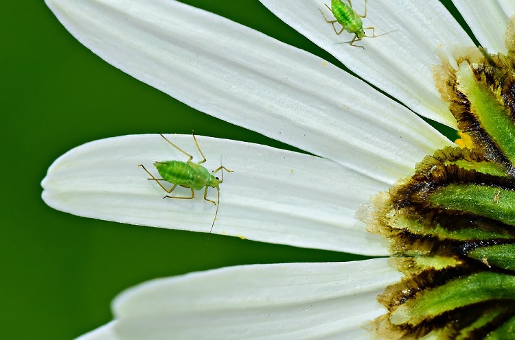 Hoverflies aphid 750
