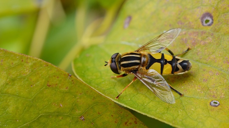 Hoverflies leaf 750