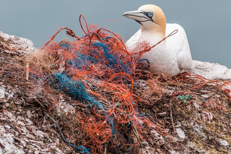 Ocean plastic bird 750