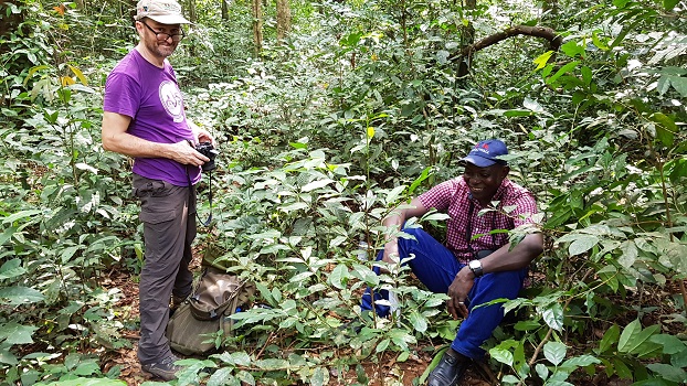 Sierra Leone Coffee Aaron JohnBrima find coffeae stenophylla350