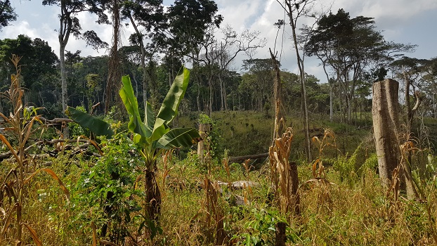 Sierra Leone Coffee deforested Kasewe Hills350