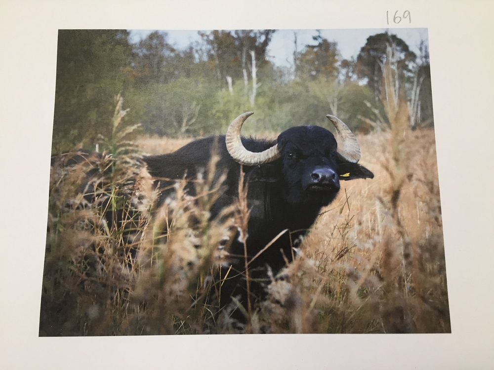 Wetlands buffalo 750