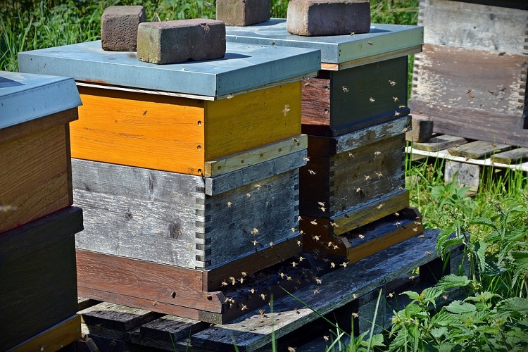 bees beehive 750