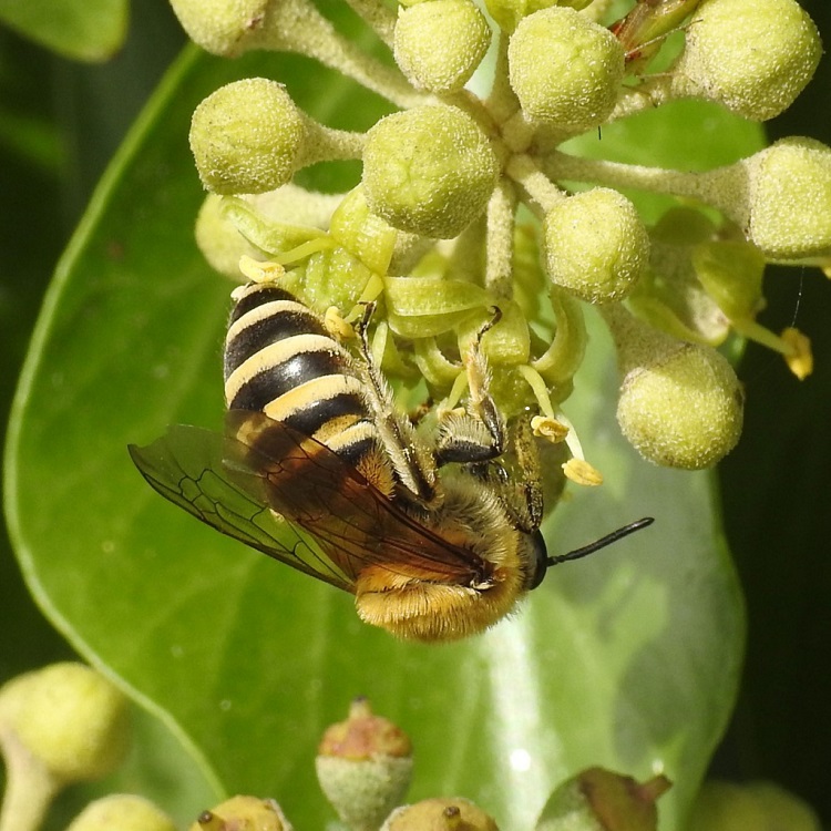 bees ivybee 750