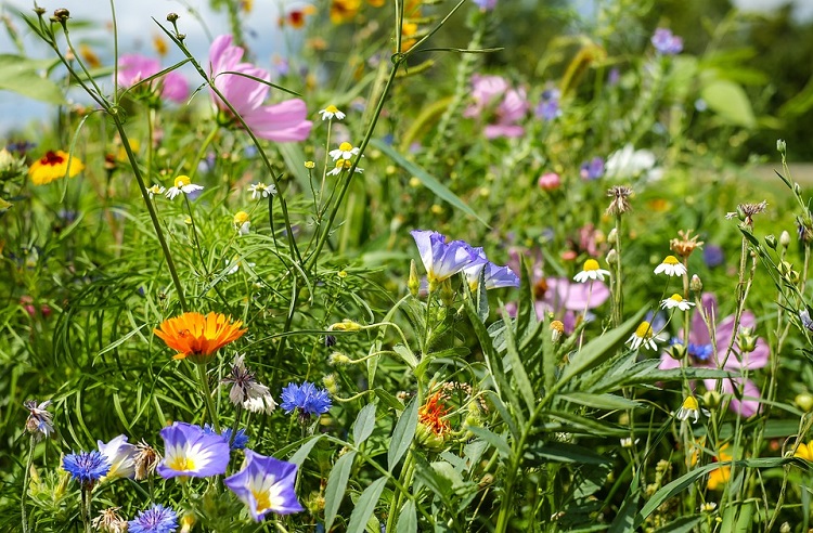 bees wildflowers 750