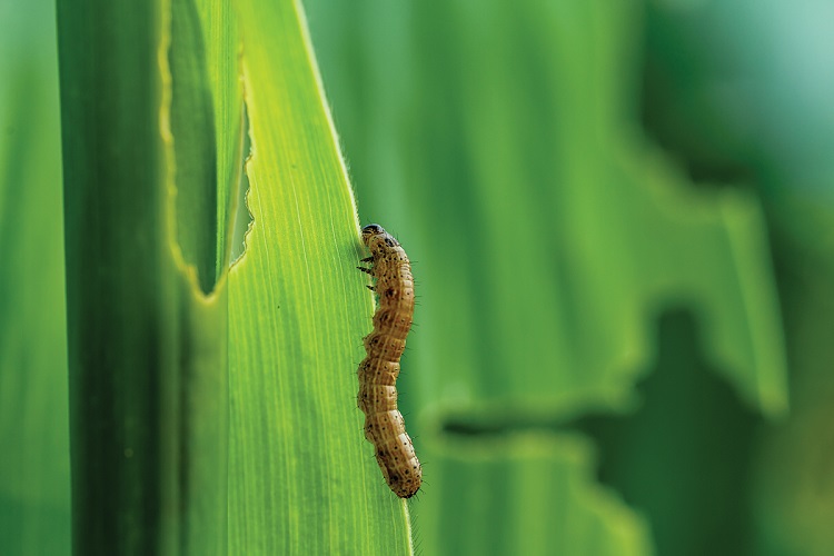 AR army worm 750