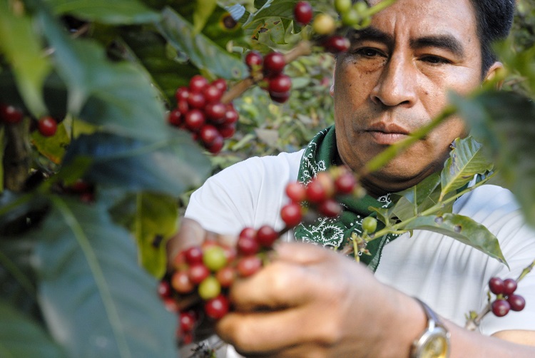 Coffee farming Ecuador Didier Gentilhomme