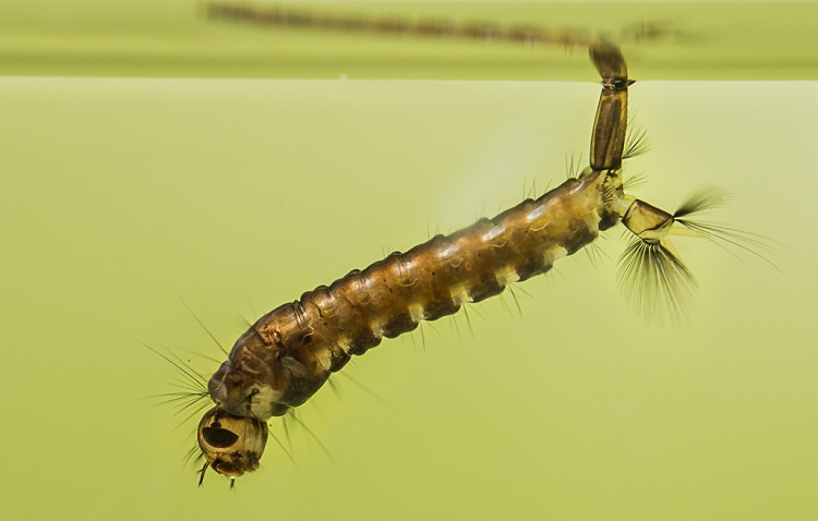 Culiseta annulata larva Anders L 750