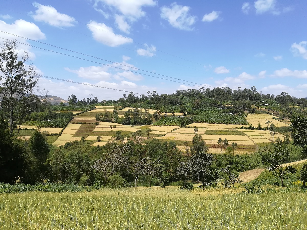 The diversity of Ethiopian croplands | Photo: L Buchi