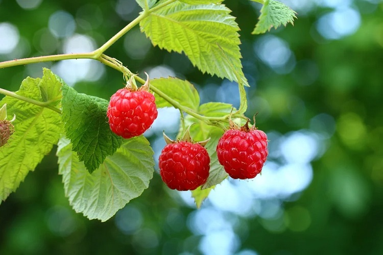 Grow raspberries 750