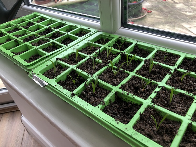 Grow seedlings 750