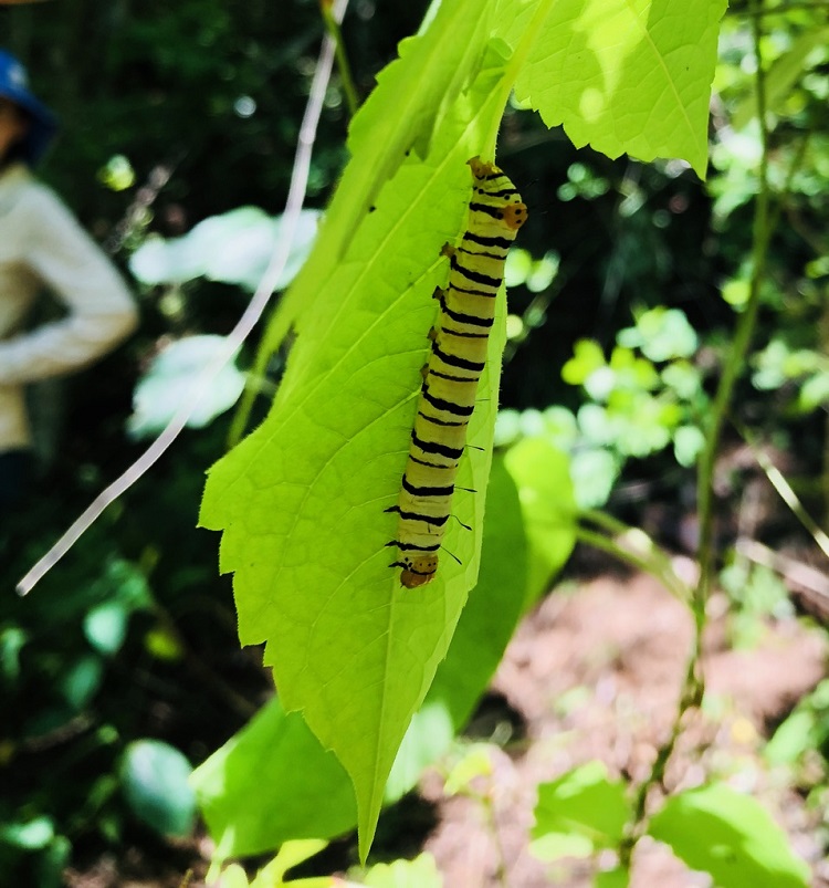 Natural Resources Institute - Discover how plants hide from herbivores: key  paper published in Science