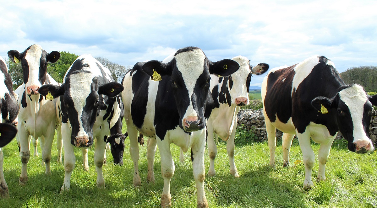 Holstein cattle Pixabay 1200