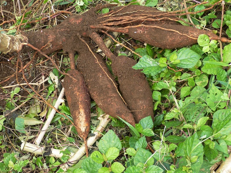 Hunger cassava 750