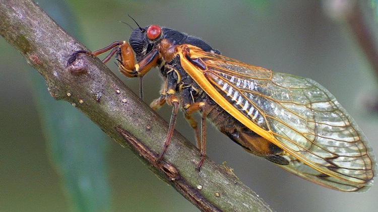 Insect week cicada 750
