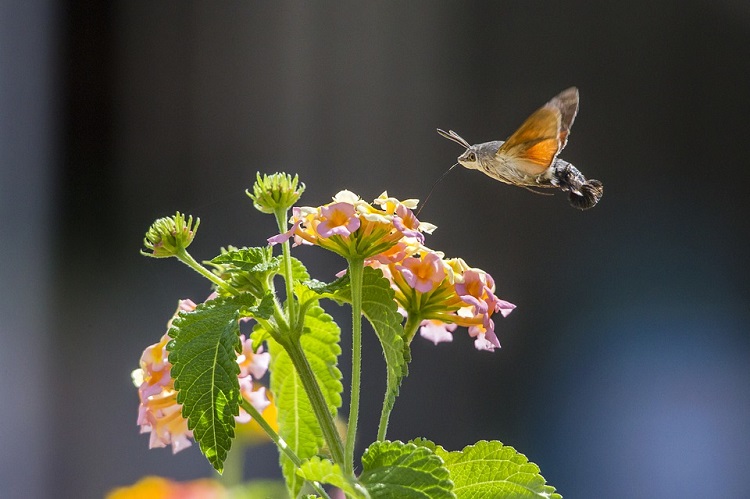 Insect week hummingbird moth 750