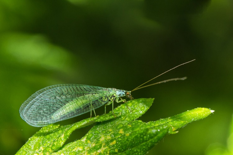 Insect week lacewing 750