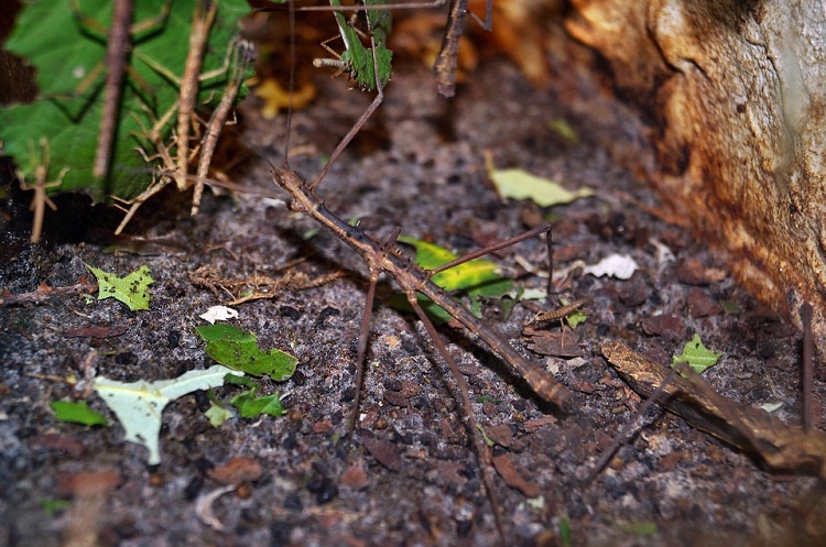 Insect week stick insect 750
