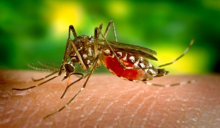 Malaria anopheles 750