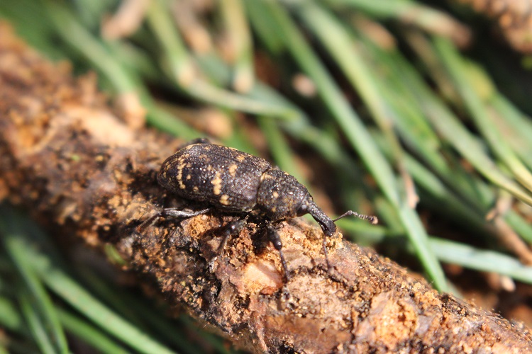 Forests pine weevil close up 750