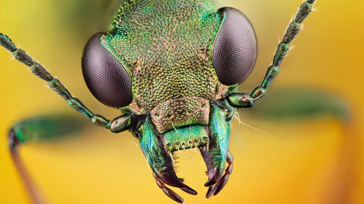 Royal Ent insect 750