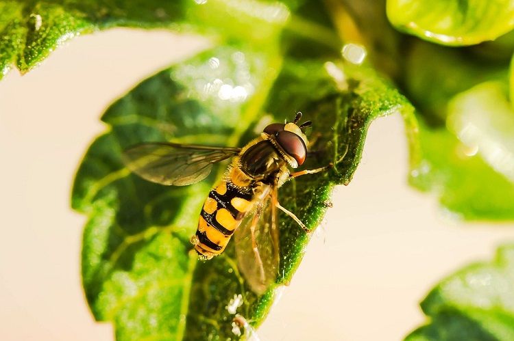 WBD hoverfly 750