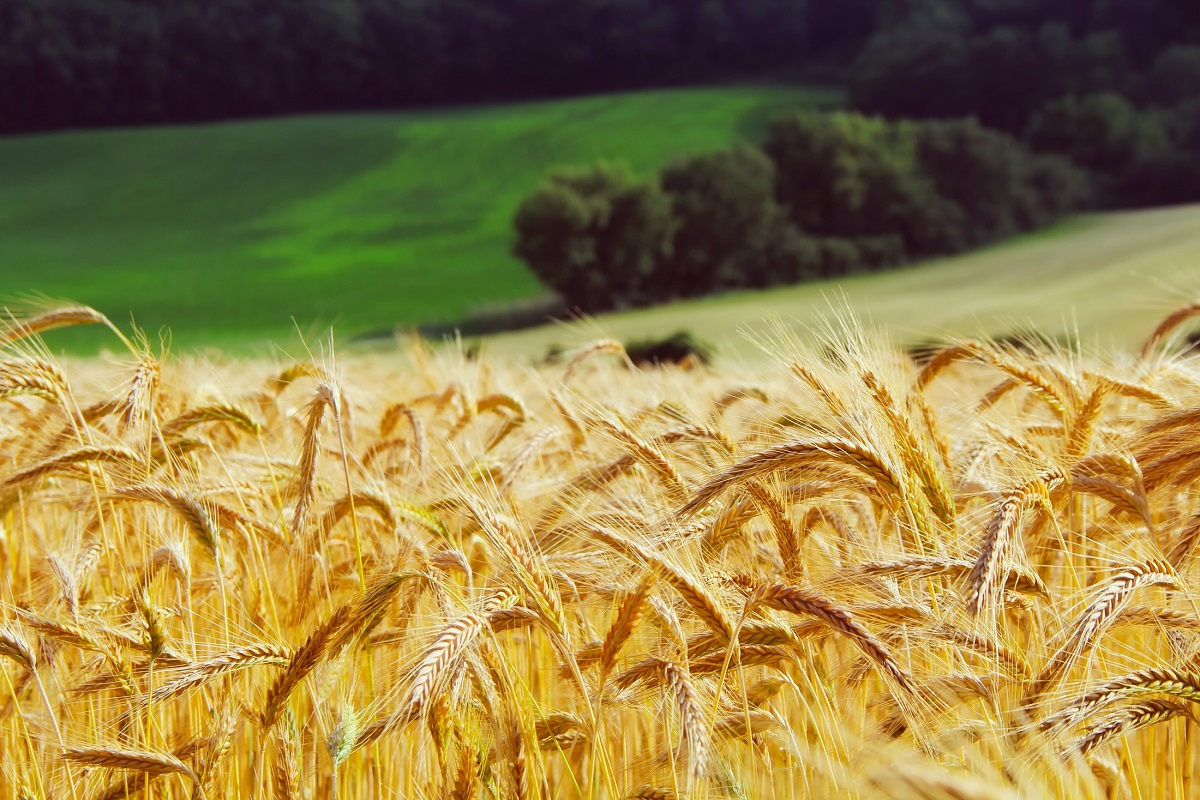 Wheat field Pixabay 1200