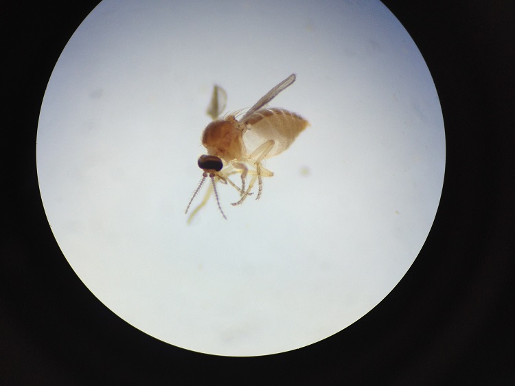 choc midges midge1 750