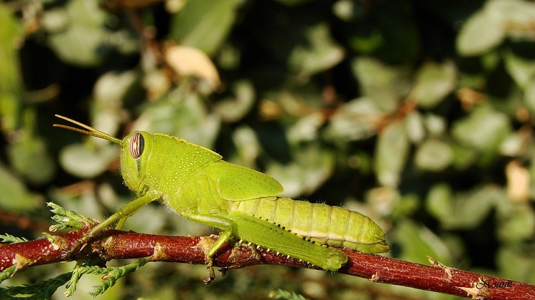locusts grasshopper750