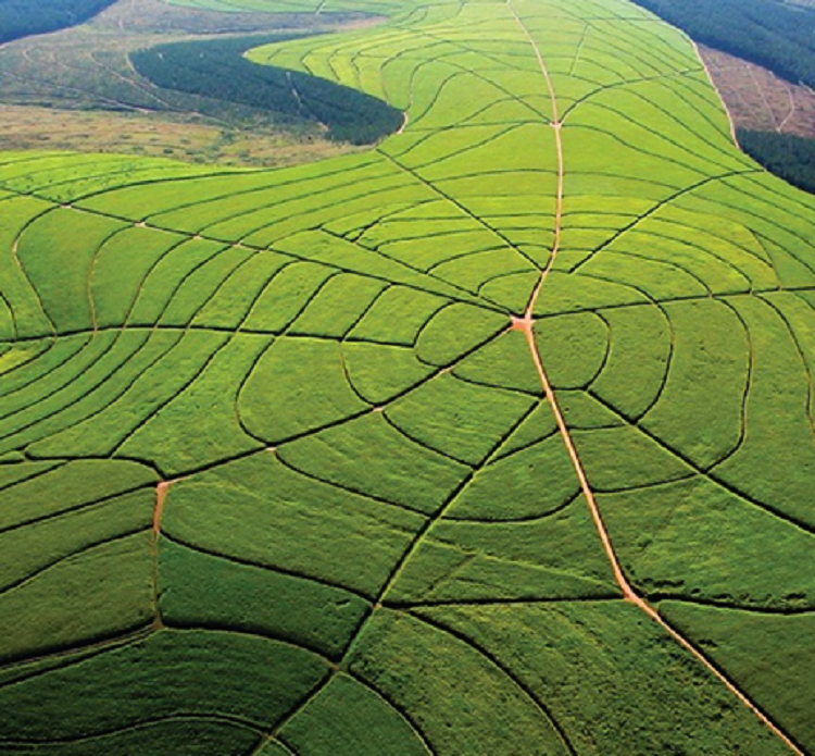 Aerial view of an Illovo sugar plantation
