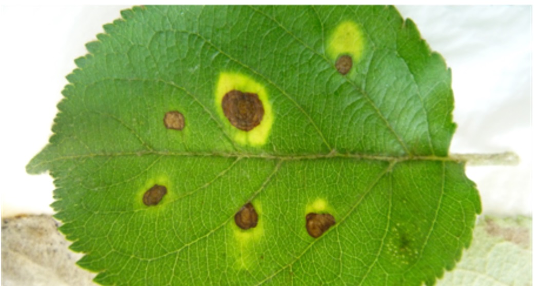 Alternaria alternata, a plant pathogen that affects many different fruit crops | Photo: A Armitage