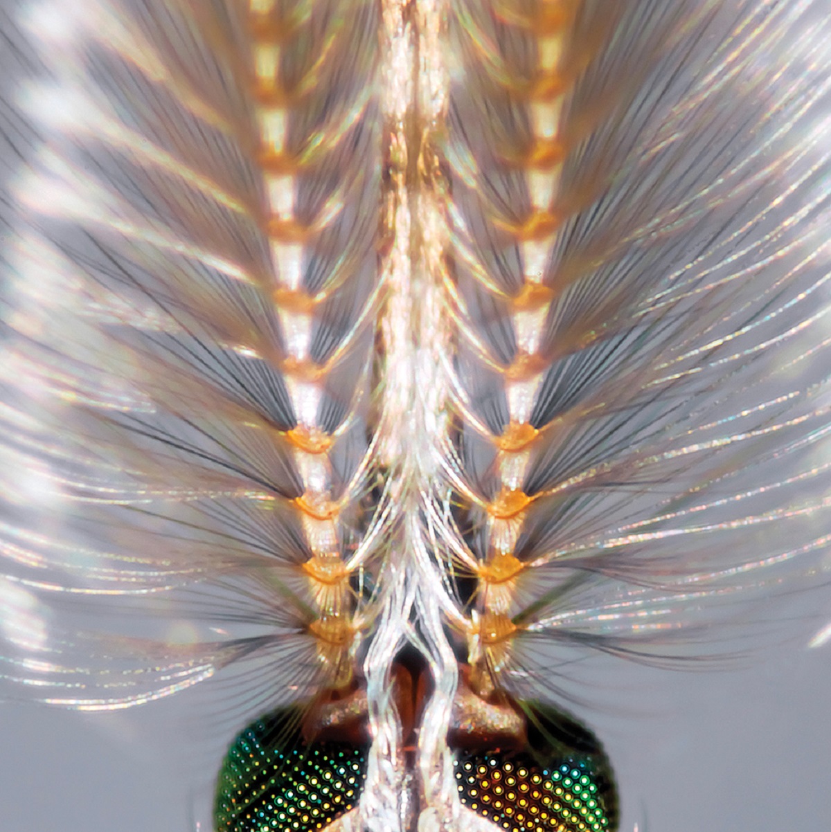 The antennae fibrillae of a male Anopheles mosquito, used to detect airborne sound | Photo: © Gareth Jones