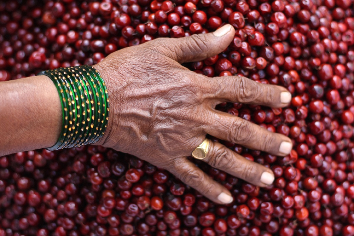  Bher or Indian jujube fruit (Zizyphus mauritiana) at Kalbadevi market in South Mumbai | Photo: M Kadri (Meanest Indian, licensed under CC BY-NC-ND 2.0.)