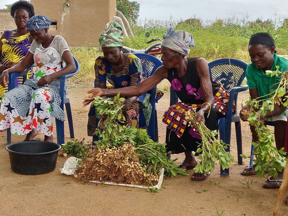 Groundnut farmers in Ghana, where groundnut is predominantly cultivated by women, bringing nutritional benefits for the family | Photo R Kumar