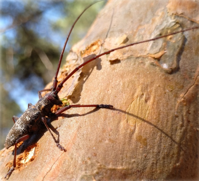 Pine sawyer beetle, Monochamus galloprovincialis, vector of PWN in Europe | Photo: UVa