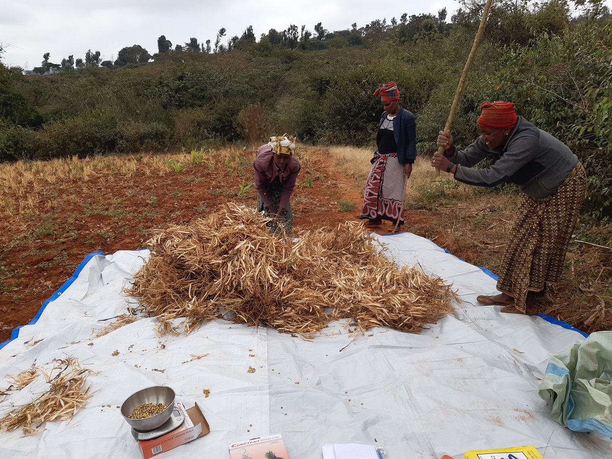 Measuring losses during bean threshing, Hanang district, Manyara Province, Tanzania | Photo: Mary Mdachi