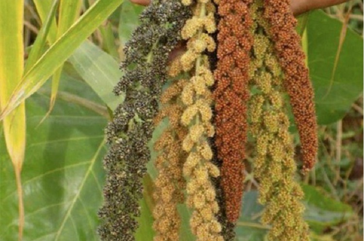 Millet close up 750