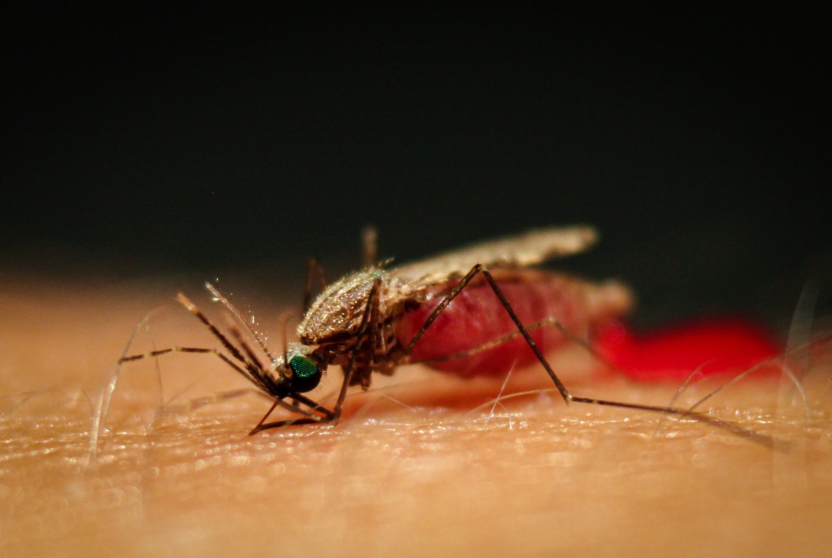 A mosquito blood feeding on Manuela's arm | Photo: M Carnaghi and J Joiner