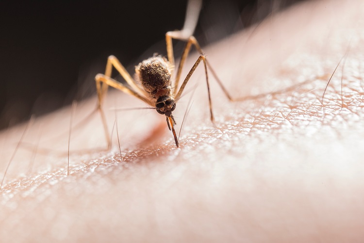 Nousin prize mosquito 750