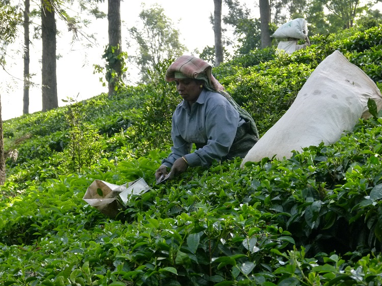 Picking tea Tamil Nadu India V Nelson