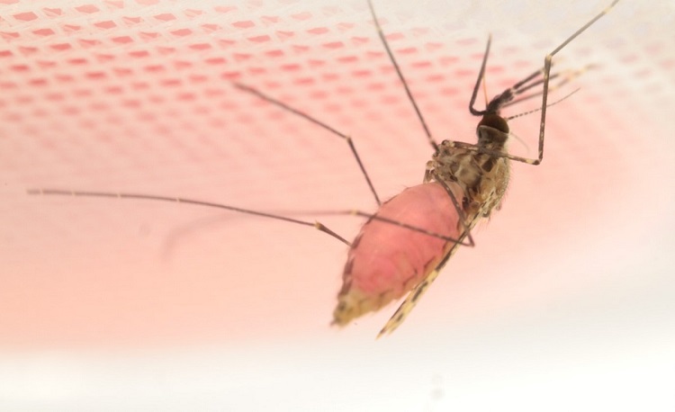 Pink mosquito header 750