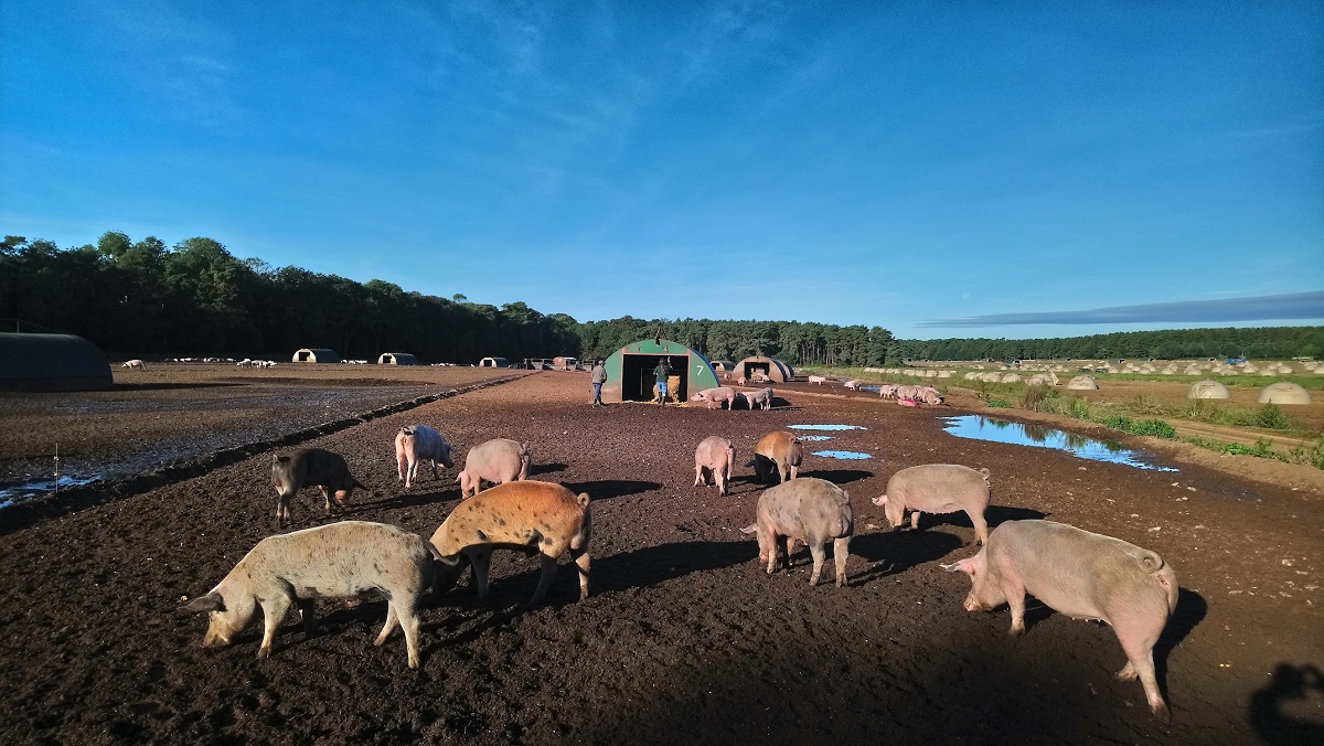 Drs Judy Bettridge and Dan Bray collecting samples at a pig farm in Norfolk, UK | Photo: S Belmain